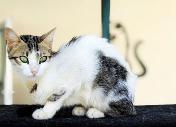 Close-up portrait of a cat