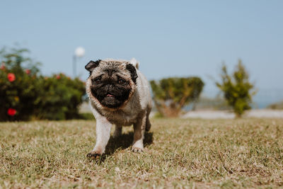 Portrait of dog on field