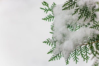Close-up of snow covered tree against white background
