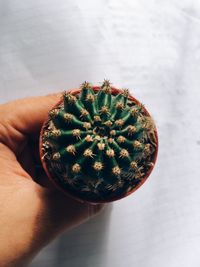 Cropped hand holding potted cactus plant on textile