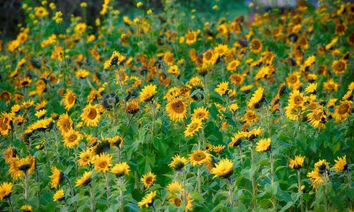 Full frame shot of sunflower field