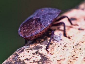 Close-up of butterfly