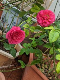 Close-up of pink rose