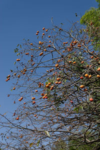 Low angle view of tree against clear blue sky