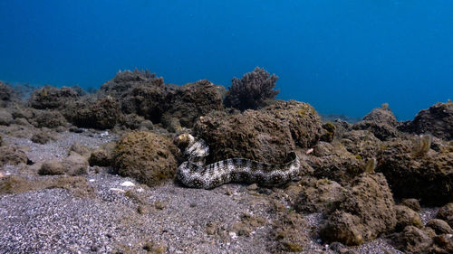 Snowflake eel at pagkilatan