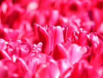 Close-up of pink rose blooming outdoors