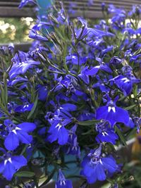 Close-up of purple flowering plants