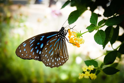 Close-up of butterfly pollinating on flower