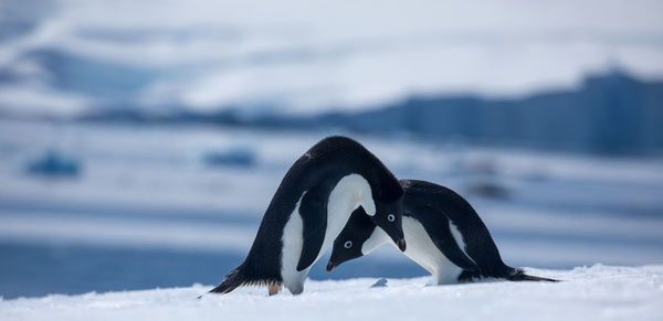 Close-up of swan in water