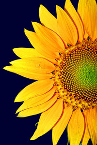 Close-up of yellow flower blooming outdoors