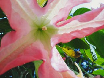 Close-up of pink flower