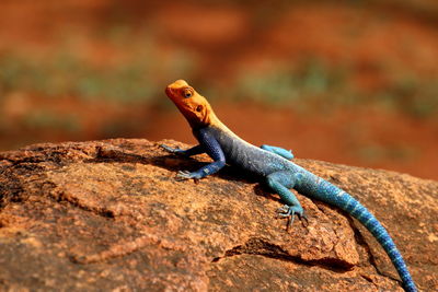 Close-up of lizard on rock