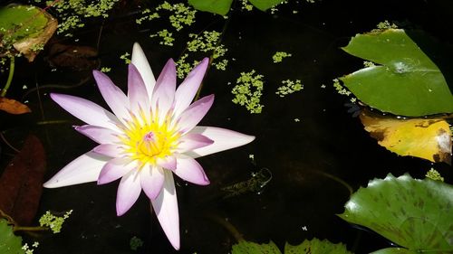 Close-up of lotus water lily in pond