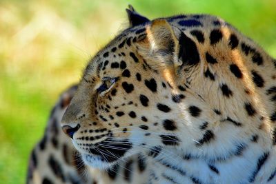 Close-up of a cat looking away