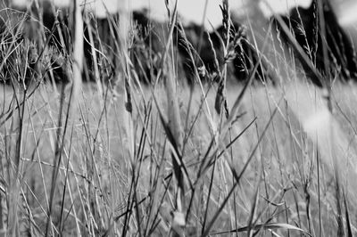Close-up of plant against blurred background