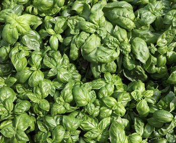 Background of green leaves of basil plants for sal