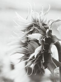 Close-up of flowers