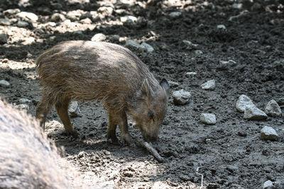 Close-up of boar on a field