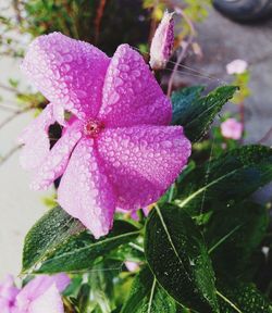 Close-up of pink flowering plant