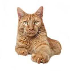 Close-up portrait of a cat over white background