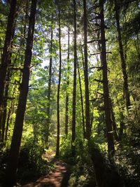 Trees in forest