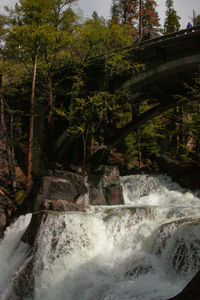 Stream flowing through rocks in forest