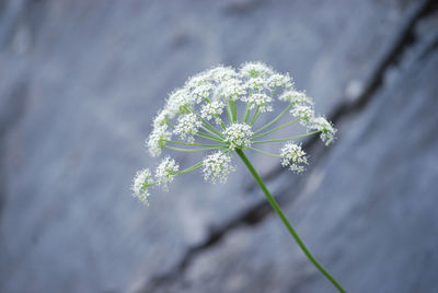 Close-up of white dandelion flower