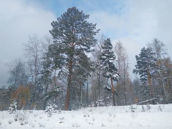 Low angle view of trees against sky