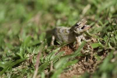 Close-up of frog on land