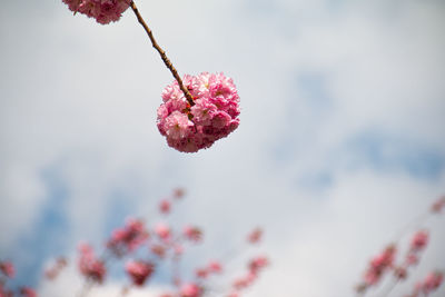 Close-up of pink cherry blossom