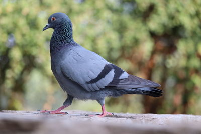 Close-up of pigeon perching on retaining wall, pigeon bird