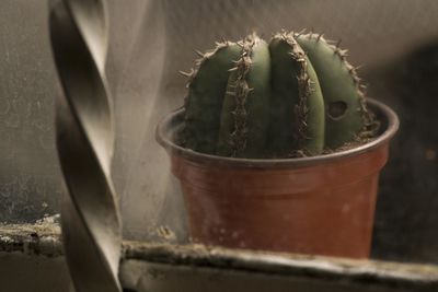 Close-up of potted plant