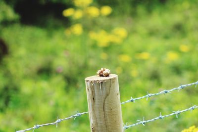 Close-up of hazelnuts  on wooden fence on field