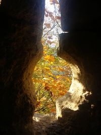 Trees in forest during autumn