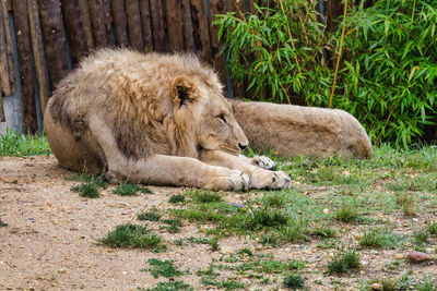 View of a cat relaxing on field