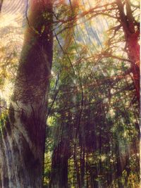 Low angle view of trees in the forest