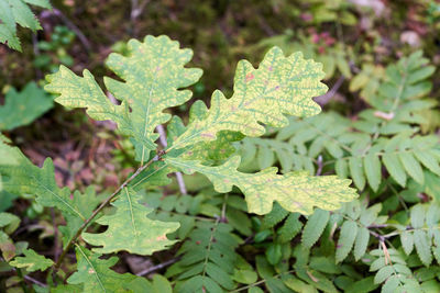 Close-up of fresh green leaves on plant in field