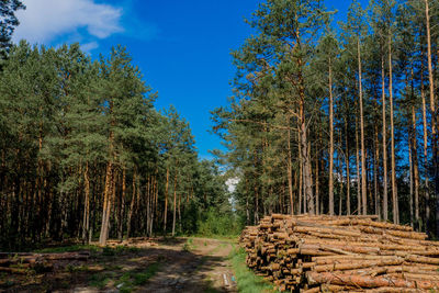 Trees in forest