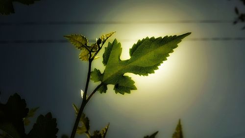 Close-up of fresh green leaves against sky