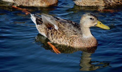 Close-up of mallard duck swimming in lake