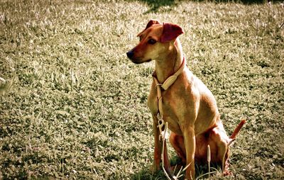 Dog standing on grassy field