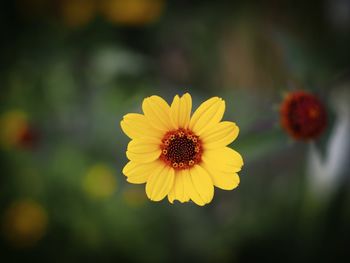 Close-up of yellow flower against blurred background