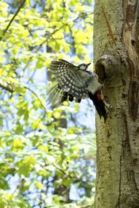 Low angle view of bird perching on tree