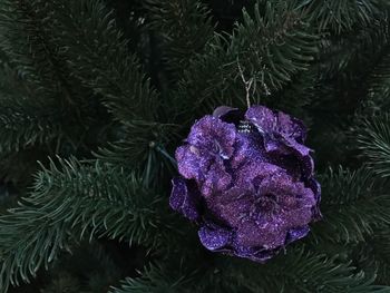 Close-up of purple flower