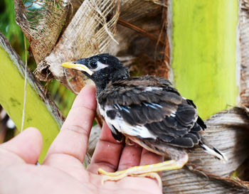 Close-up of hand holding bird