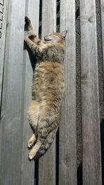 High angle view of cat sleeping on wood