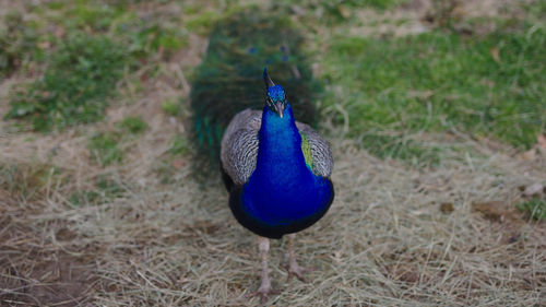 Peacock on a field