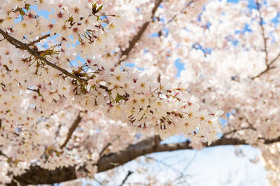 Low angle view of cherry blossoms in spring