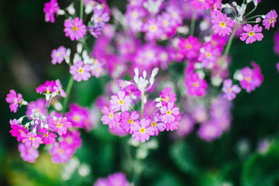 Close-up of pink flowering plants in park