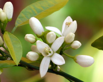 Close-up of white flowering plant